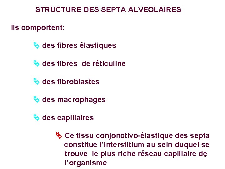 STRUCTURE DES SEPTA ALVEOLAIRES Ils comportent: des fibres élastiques des fibres de réticuline des