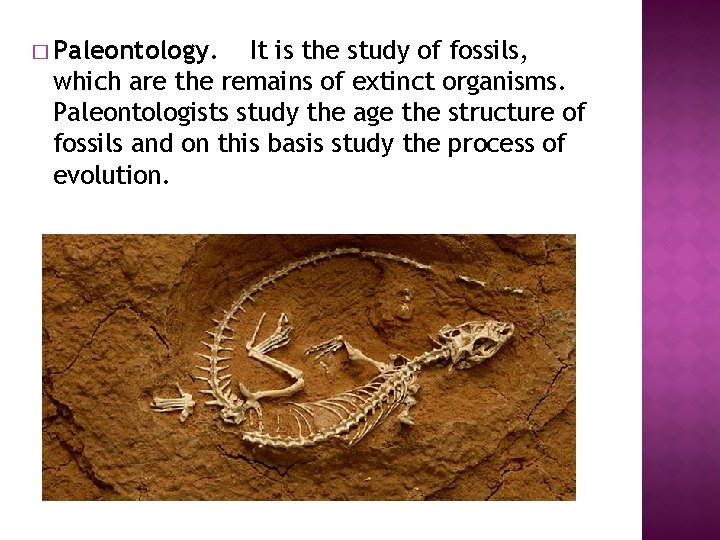 � Paleontology. It is the study of fossils, which are the remains of extinct