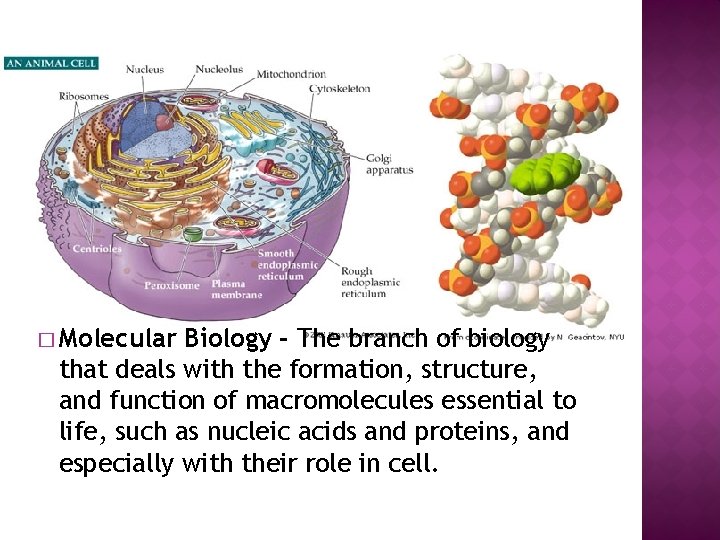 � Molecular Biology - The branch of biology that deals with the formation, structure,