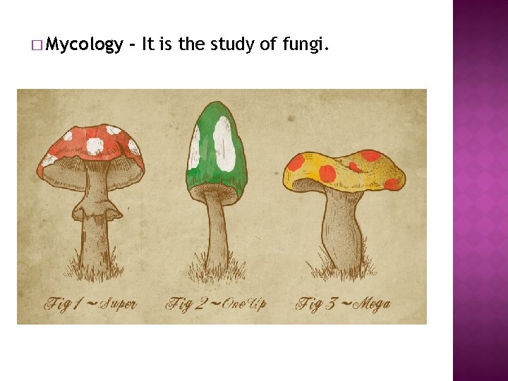 � Mycology - It is the study of fungi. 