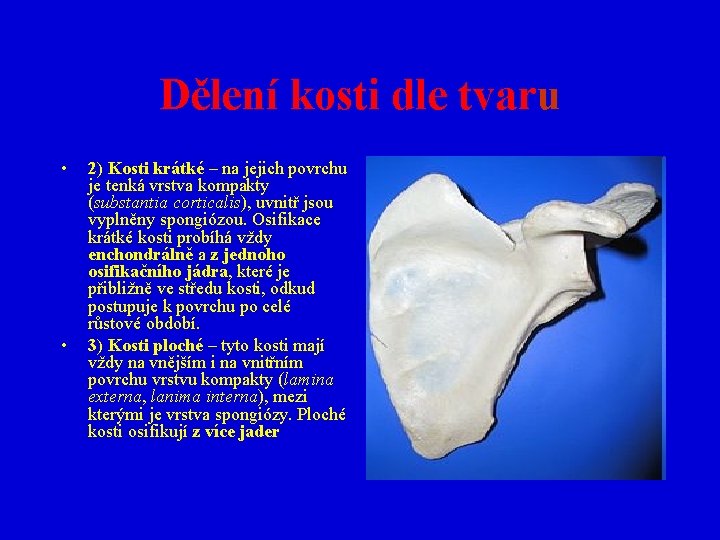 Dělení kosti dle tvaru • • 2) Kosti krátké – na jejich povrchu je
