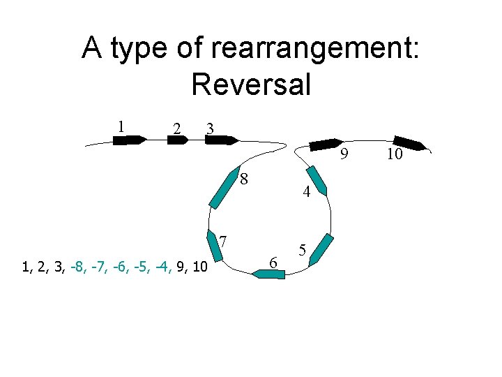 A type of rearrangement: Reversal 1 2 3 9 8 4 7 1, 2,