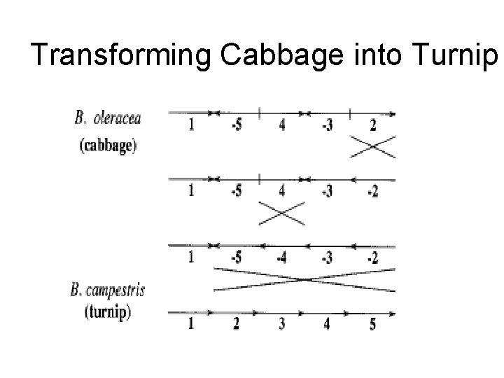 Transforming Cabbage into Turnip 