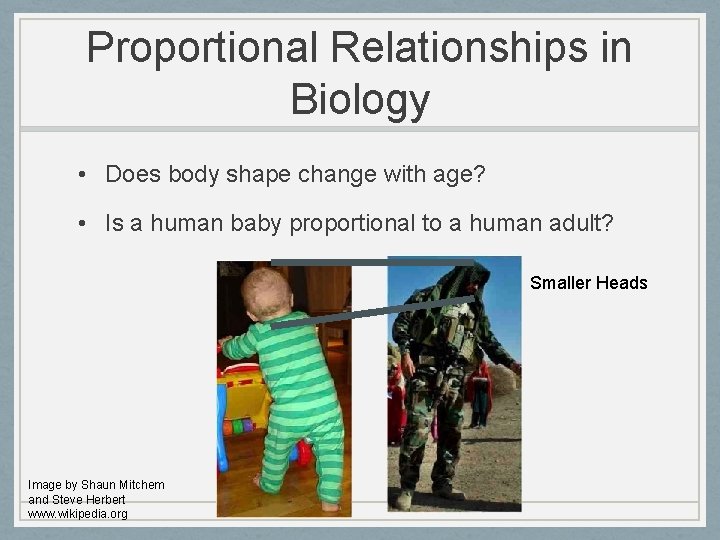 Proportional Relationships in Biology • Does body shape change with age? • Is a