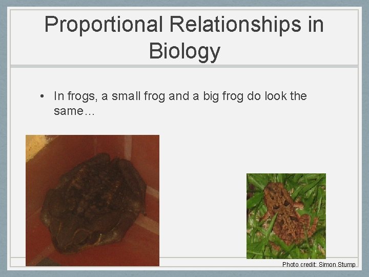 Proportional Relationships in Biology • In frogs, a small frog and a big frog