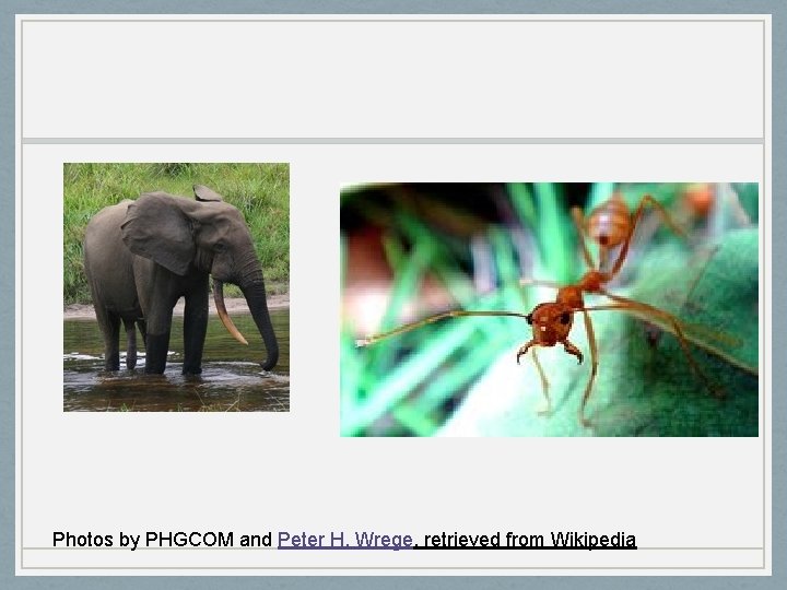 Photos by PHGCOM and Peter H. Wrege, retrieved from Wikipedia 