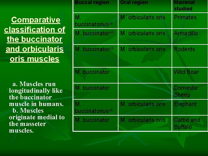  Comparative classification of the buccinator and orbicularis oris muscles a. Muscles run longitudinally