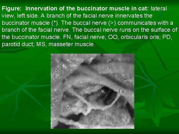  Figure: Innervation of the buccinator muscle in cat: lateral view, left side. A