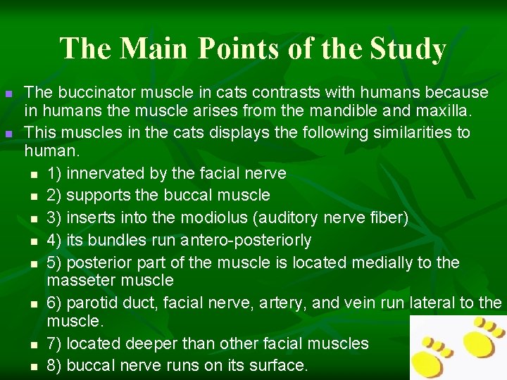 The Main Points of the Study n n The buccinator muscle in cats contrasts