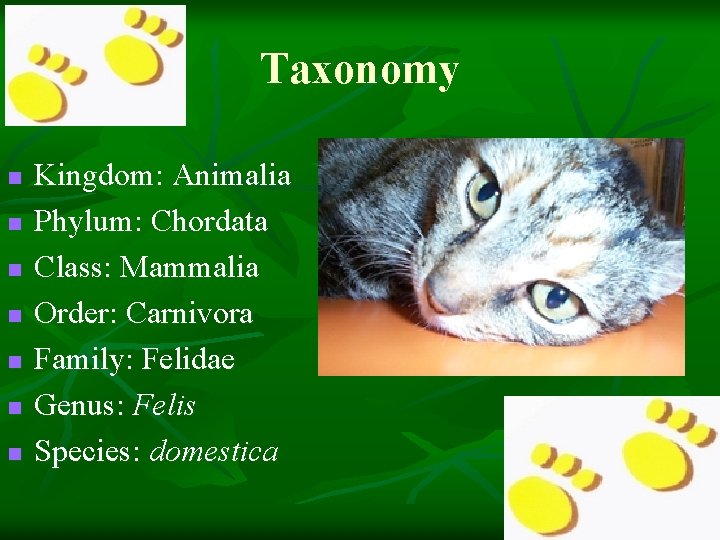 Taxonomy n n n n Kingdom: Animalia Phylum: Chordata Class: Mammalia Order: Carnivora Family: