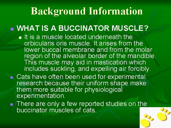 Background Information n WHAT IS A BUCCINATOR MUSCLE? It is a muscle located underneath