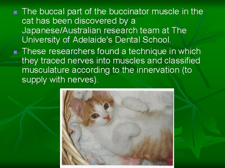  n n The buccal part of the buccinator muscle in the cat has