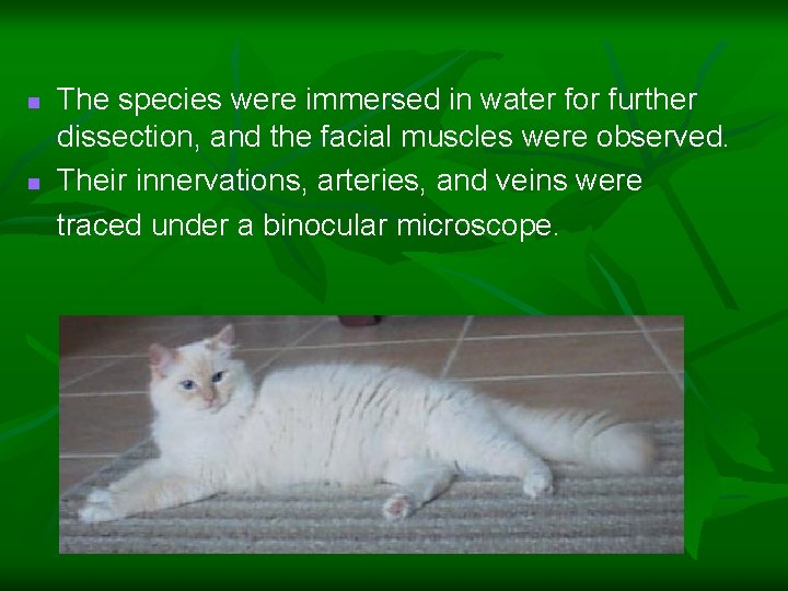 n n The species were immersed in water for further dissection, and the facial