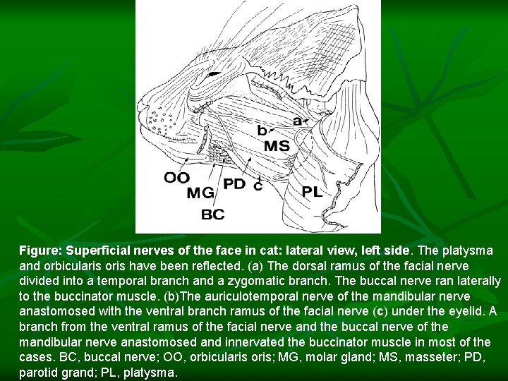 Figure: Superficial nerves of the face in cat: lateral view, left side. The platysma