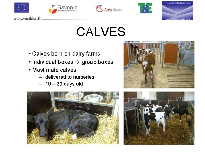 CALVES • Calves born on dairy farms • Individual boxes group boxes • Most
