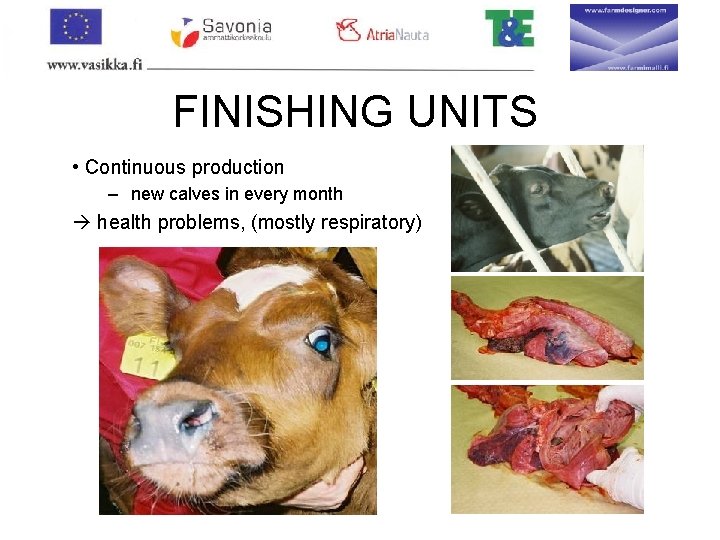 FINISHING UNITS • Continuous production – new calves in every month health problems, (mostly