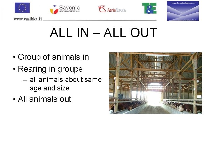 ALL IN – ALL OUT • Group of animals in • Rearing in groups