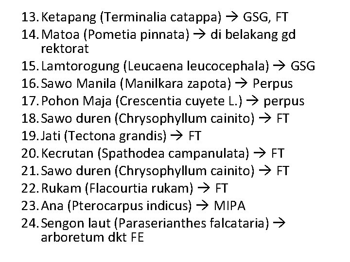 13. Ketapang (Terminalia catappa) GSG, FT 14. Matoa (Pometia pinnata) di belakang gd rektorat