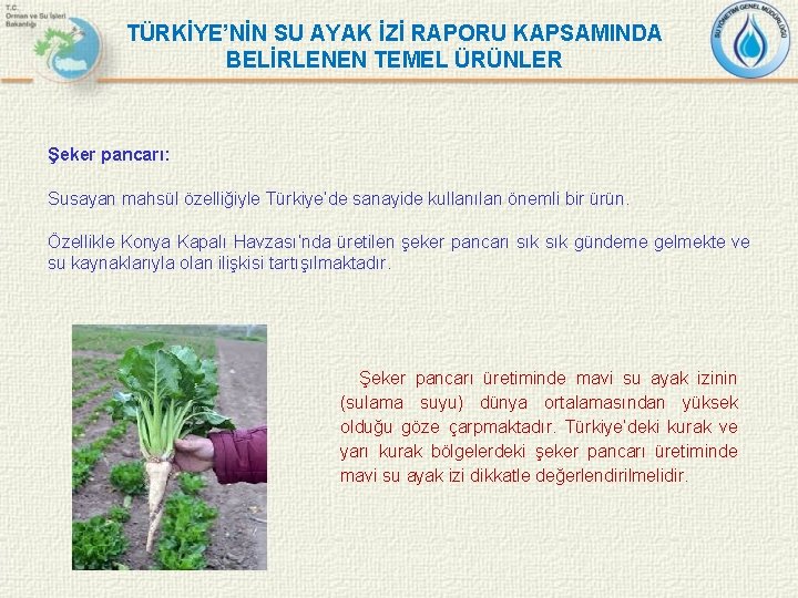 TÜRKİYE’NİN SU AYAK İZİ RAPORU KAPSAMINDA BELİRLENEN TEMEL ÜRÜNLER Şeker pancarı: Susayan mahsül özelliğiyle