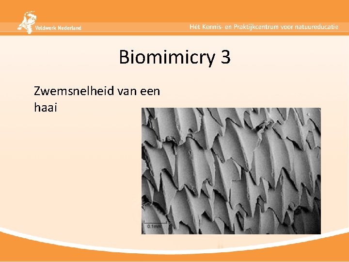 Biomimicry 3 Zwemsnelheid van een haai 