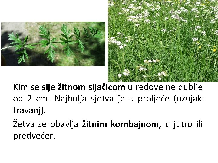 Kim se sije žitnom sijačicom u redove ne dublje od 2 cm. Najbolja sjetva