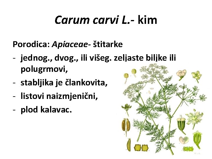 Carum carvi L. - kim Porodica: Apiaceae- štitarke - jednog. , dvog. , ili