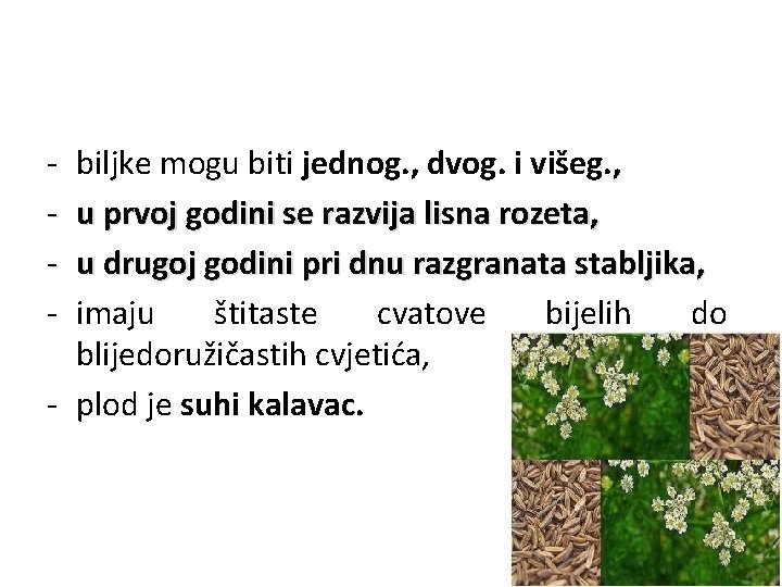 - biljke mogu biti jednog. , dvog. i višeg. , u prvoj godini se