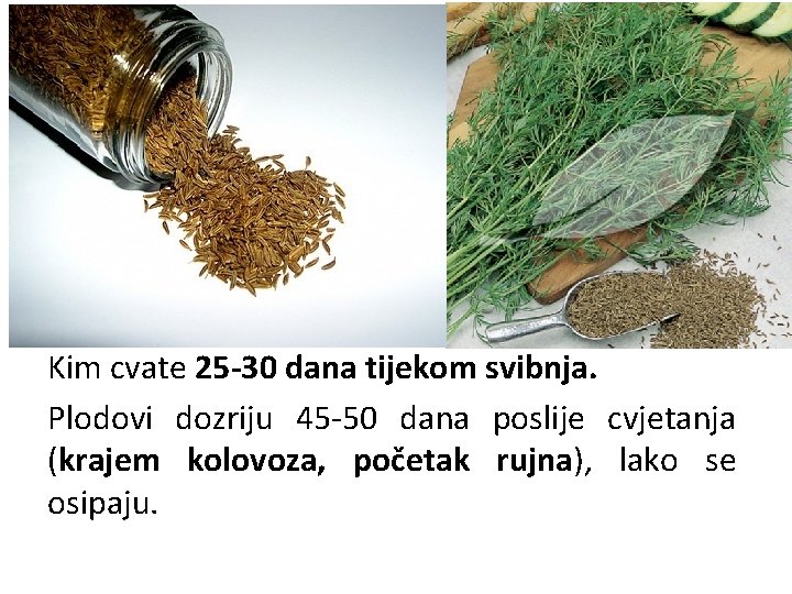Kim cvate 25 -30 dana tijekom svibnja. Plodovi dozriju 45 -50 dana poslije cvjetanja
