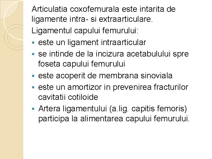 Articulatia coxofemurala este intarita de ligamente intra- si extraarticulare. Ligamentul capului femurului: § este Articulatia coxofemurala este intarita de ligamente intra- si extraarticulare. Ligamentul capului femurului: § este