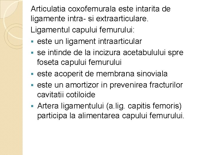 Articulatia coxofemurala este intarita de ligamente intra- si extraarticulare. Ligamentul capului femurului: § este