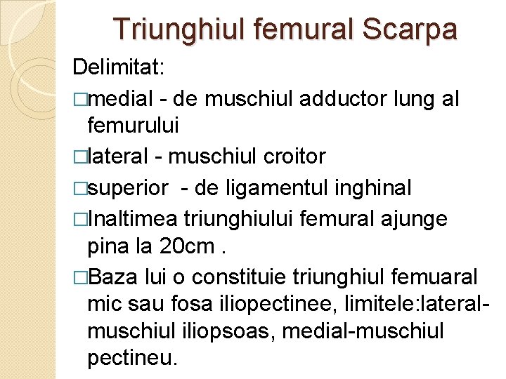 Triunghiul femural Scarpa Delimitat: �medial - de muschiul adductor lung al femurului �lateral -