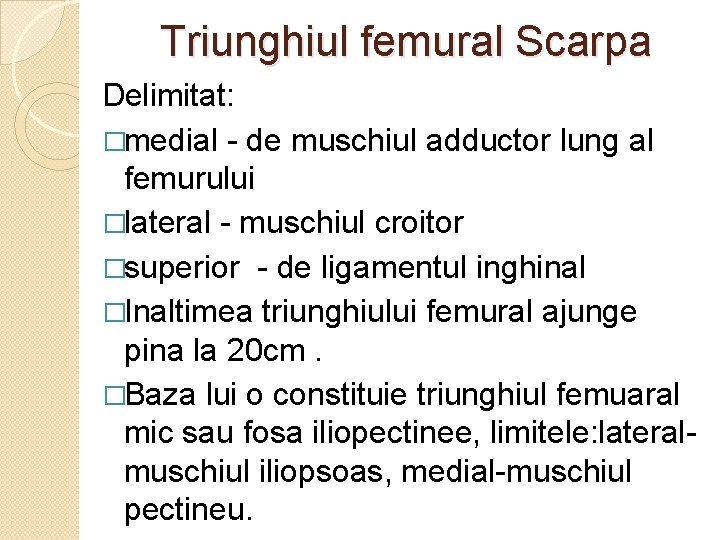 Triunghiul femural Scarpa Delimitat: �medial - de muschiul adductor lung al femurului �lateral - Triunghiul femural Scarpa Delimitat: �medial - de muschiul adductor lung al femurului �lateral -