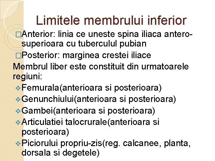 Limitele membrului inferior �Anterior: linia ce uneste spina iliaca antero- superioara cu tuberculul pubian Limitele membrului inferior �Anterior: linia ce uneste spina iliaca antero- superioara cu tuberculul pubian