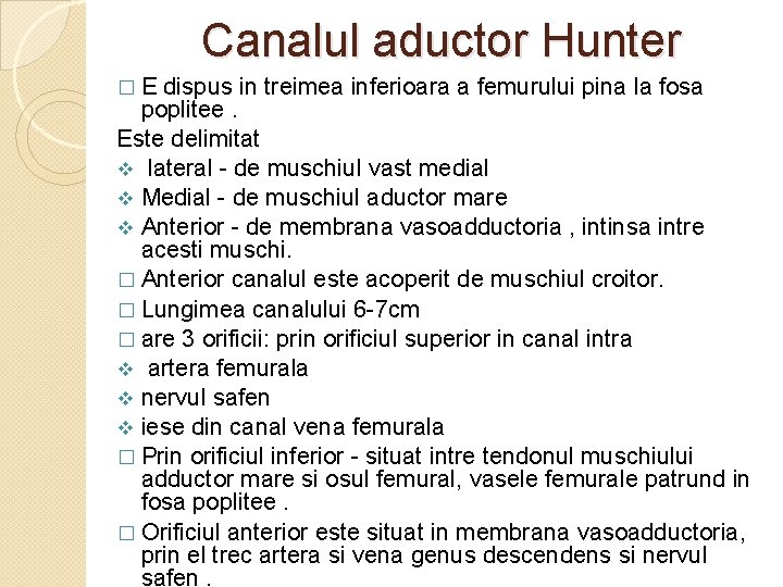 Canalul aductor Hunter � E dispus in treimea inferioara a femurului pina la fosa Canalul aductor Hunter � E dispus in treimea inferioara a femurului pina la fosa