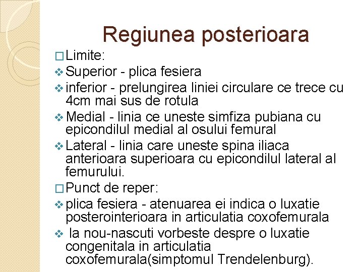 Regiunea posterioara �Limite: v Superior - plica fesiera v inferior - prelungirea liniei circulare Regiunea posterioara �Limite: v Superior - plica fesiera v inferior - prelungirea liniei circulare