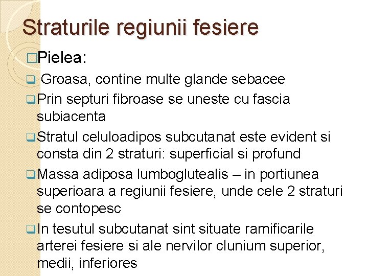 Straturile regiunii fesiere �Pielea: q Groasa, contine multe glande sebacee q Prin septuri fibroase