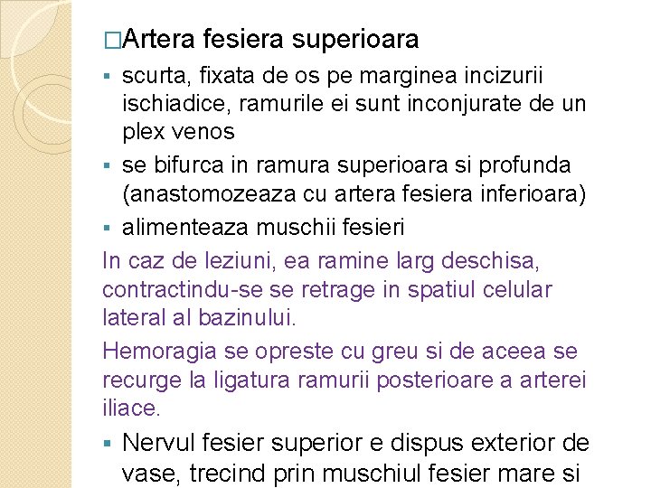 �Artera fesiera superioara scurta, fixata de os pe marginea incizurii ischiadice, ramurile ei sunt