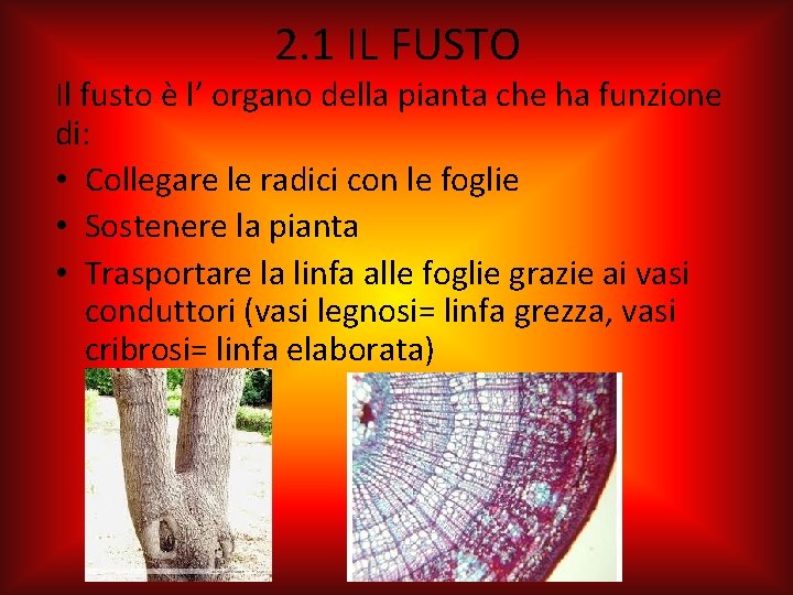 2. 1 IL FUSTO Il fusto è l’ organo della pianta che ha funzione