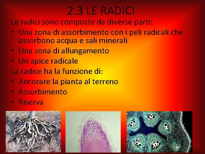 2. 3 LE RADICI Le radici sono composte da diverse parti: • Una zona