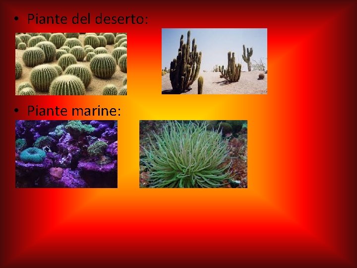  • Piante del deserto: • Piante marine: 