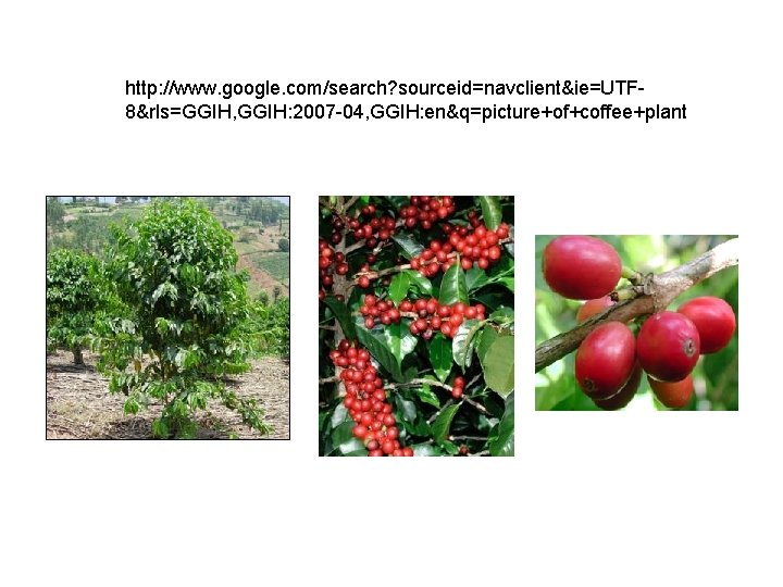 http: //www. google. com/search? sourceid=navclient&ie=UTF 8&rls=GGIH, GGIH: 2007 -04, GGIH: en&q=picture+of+coffee+plant 