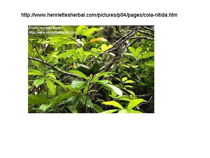 http: //www. henriettesherbal. com/pictures/p 04/pages/cola-nitida. htm 