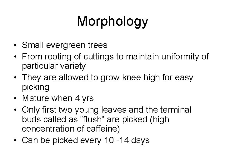 Morphology • Small evergreen trees • From rooting of cuttings to maintain uniformity of