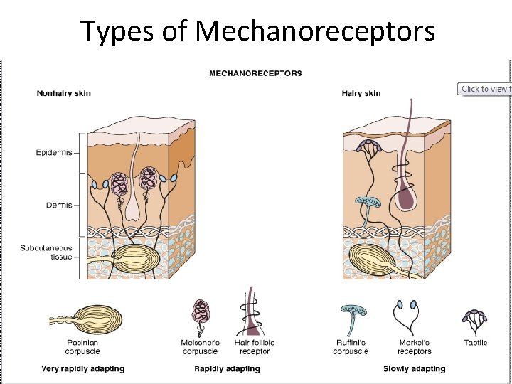Types of Mechanoreceptors 