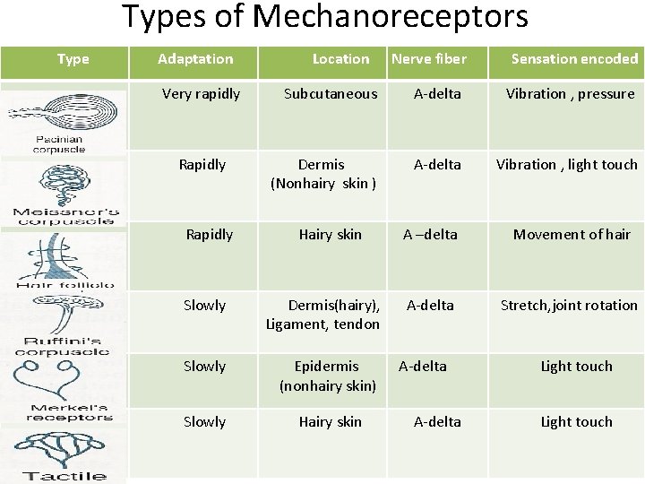 Types of Mechanoreceptors Type Adaptation Very rapidly Rapidly Location Nerve fiber Sensation encoded Subcutaneous