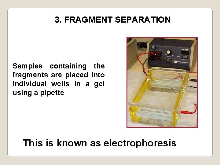 3. FRAGMENT SEPARATION Samples containing the fragments are placed into individual wells in a