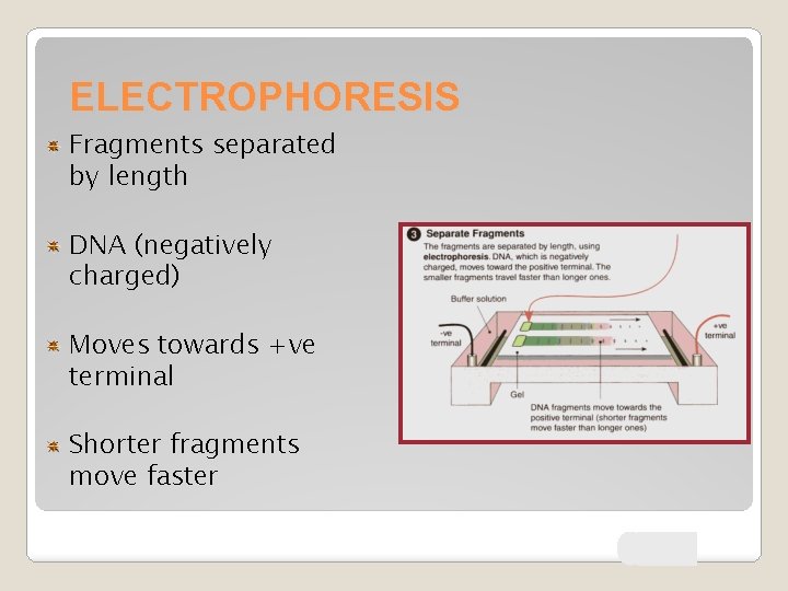 ELECTROPHORESIS Fragments separated by length DNA (negatively charged) Moves towards +ve terminal Shorter fragments