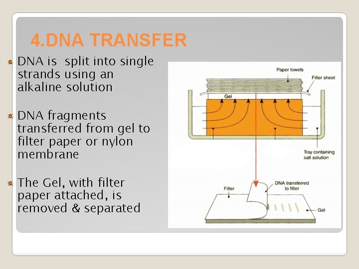 4. DNA TRANSFER DNA is split into single strands using an alkaline solution DNA