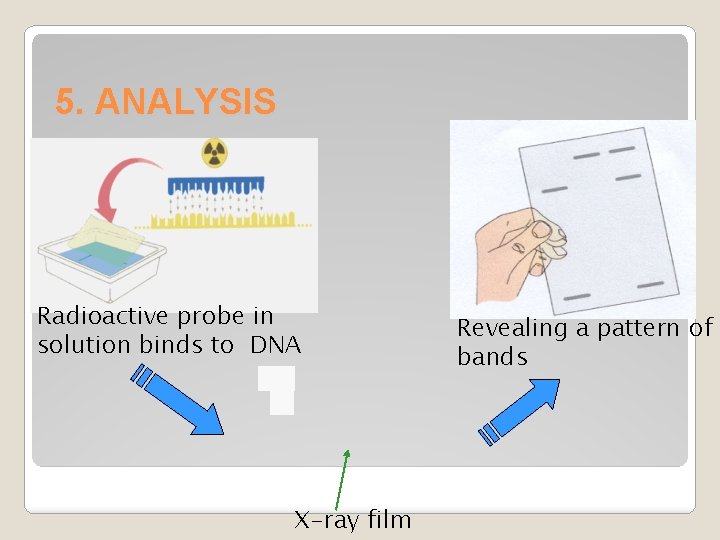 5. ANALYSIS Radioactive probe in solution binds to DNA X-ray film Revealing a pattern