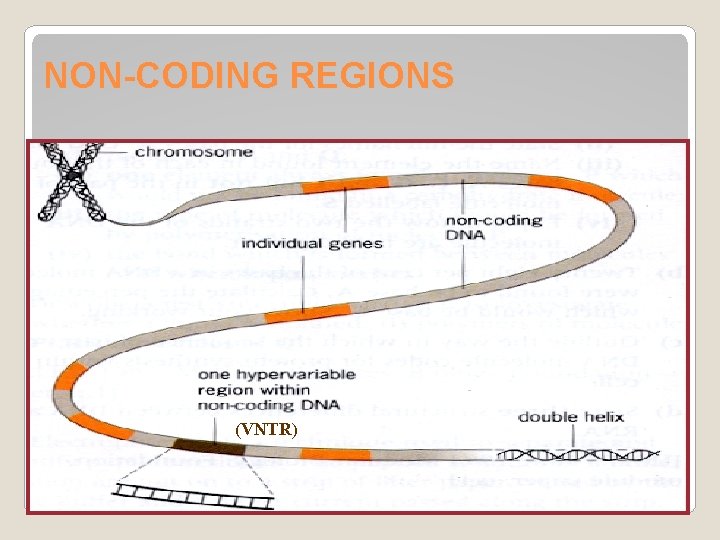 NON-CODING REGIONS (VNTR) 